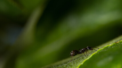 Ameise auf einem grünen Blatt