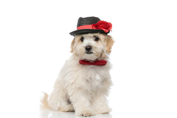 adorable little bichon dog sitting and wearing a black hat
