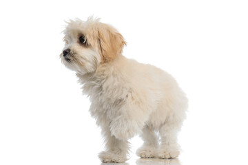 cute bichon dog looking to side with one paw up