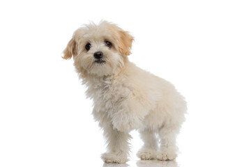 bichon dog looking at the camera with one paw up