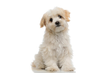seated bichon dog is looking at the camera