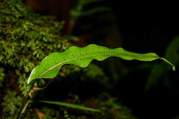 Crinkled Fresh Macro Leaf in the Rain Forest