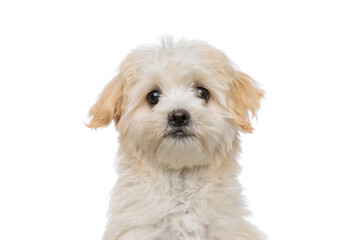 beautiful bichon dog looking at the camera