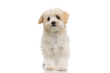 cute little bichon dog standing against white background