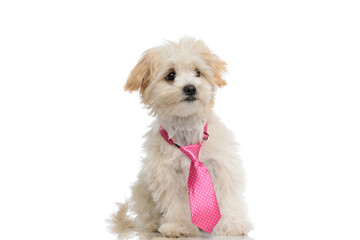 bichon dog wearing a pink bowtie and looking away