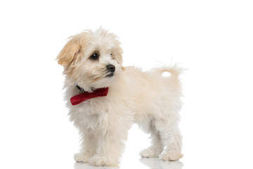 cute bichon dog looking away and wearing a red bowtie