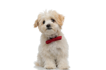 adorable bichon dog wearing a red bowtie