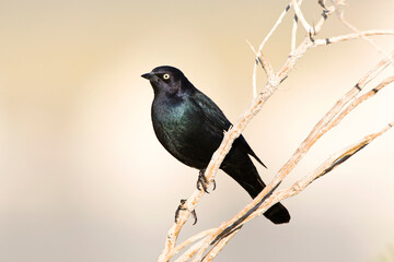 Brewers Troepiaal, Brewers Blackbird, Euphagus cyanocephalus