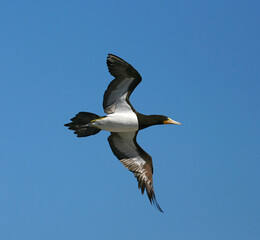 Brown Booby, Bruine Gent, Sula leucogaster
