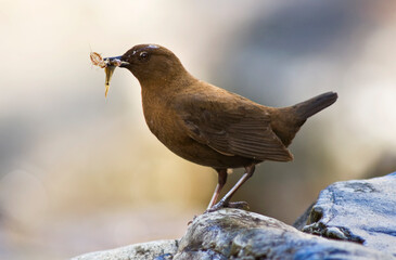 Zwarte Waterspreeuw, Brown Dipper, Cinclus pallasii