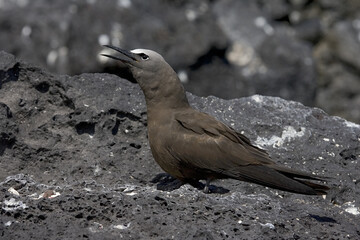 Brown Noddy, Noddy, Anous stolidus