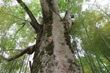 樹齢200年の大ケヤキ