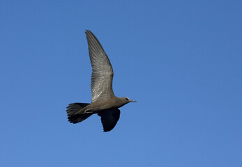 Brown Noddy, Noddy, Anous stolidus