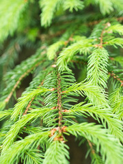 Close up of branch of conifer tree with young green needles. Focus on branch