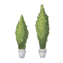 Thuja - an evergreen plant. Decorative tree in pot. Icon for web design isolated on white background vector illustration.