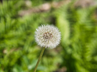 Pappus of Taraxacum officinale (dandelion) with ripe fruits (cypsela). Focus on foreground, green...