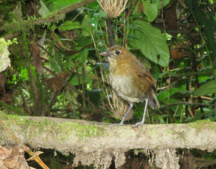 Caldasmierpitta, Brown-banded Antpitta, Grallaria milleri