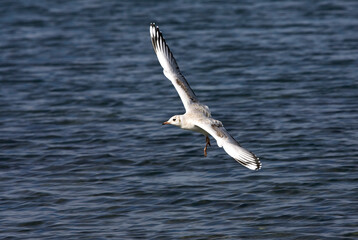 Patagonische Kokmeeuw, Brown-hooded Gull, Chroicocephalus maculipennis