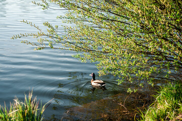 duck swims near the shore under a bush