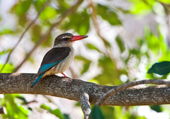 Bruinkapijsvogel, Brown-hooded Kingfisher, Halcyon albiventris