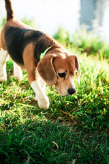 Cocker Spaniel dog runs along the shore