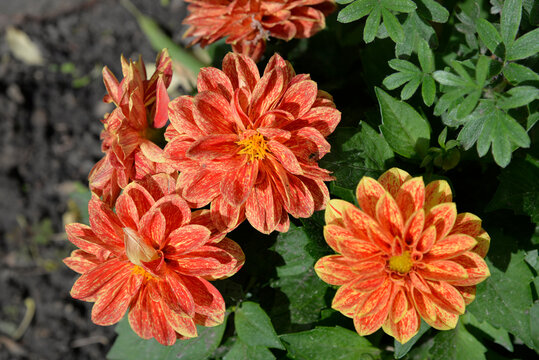 A flowering plant with colorful inflorescences grown in many varieties, called Dalia or Georgia, common in flower beds in the city of Białystok in Podlasie, Poland
