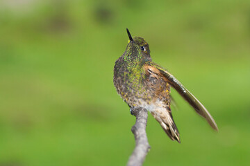 Bruinstaart-hoornkolibrie, Buff-tailed Coronet, Boissonneaua flavescensa