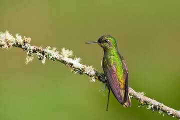 Bruinstaart-hoornkolibrie, Buff-tailed Coronet, Boissonneaua flavescensa