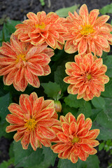A flowering plant with colorful inflorescences grown in many varieties, called Dalia or Georgia, common in flower beds in the city of Białystok in Podlasie, Poland