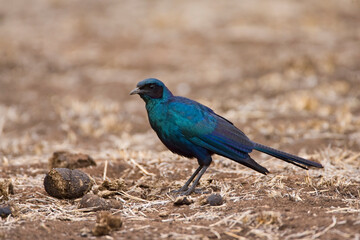 Grote Glansspreeuw , Burchell's Starling, Lamprotornis australis