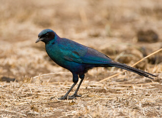Grote Glansspreeuw , Burchell's Starling, Lamprotornis australis