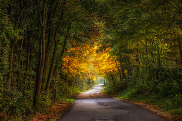 Obraz premium Wald Weg