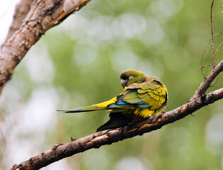Holenparkiet, Burrowing Parrot, Cyanoliseus patagonus