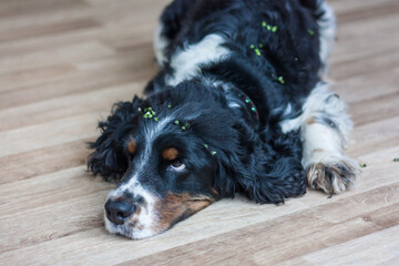 Black and white speckled with tan spaniel rests at home