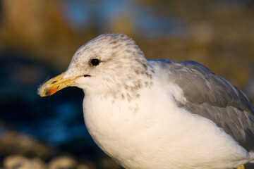 Fototapeta premium Californische Meeuw; California Gull; Larus californicu