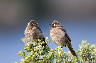 Kaapse Buulbuul, Cape Bulbul, Pycnonotus capensis