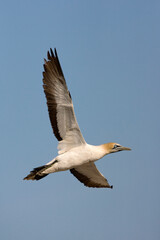 Kaapse Jan-van-gent, Cape Gannet, Morus capensis