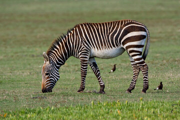 Fototapeta na wymiar Kaapse Bergzebra, Cape Mountain Zebra, Equus zebra zebra