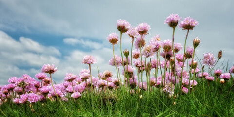 pinks thrift coastal plant Cornwall UK 