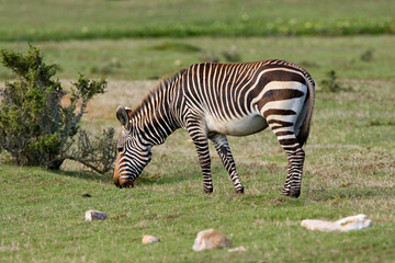 Kaapse Bergzebra, Cape Mountain Zebra, Equus zebra zebra