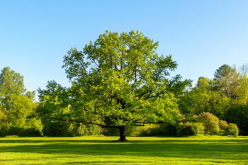Large oak tree with green leaves in a meadow