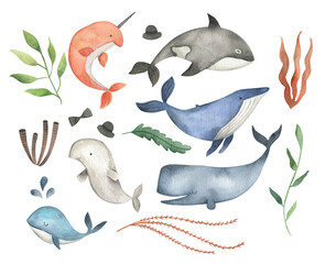 Sea animals  whale watercolor illustration set © Bianca