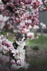 border collie flower power magnolia © Alena