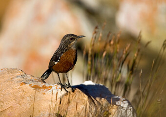Kaapse Rotsspringer, Cape Rock-jumper, Chaetops frenatus