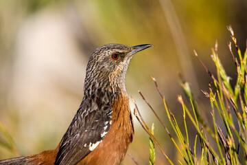 Kaapse Rotsspringer, Cape Rock-jumper, Chaetops frenatus