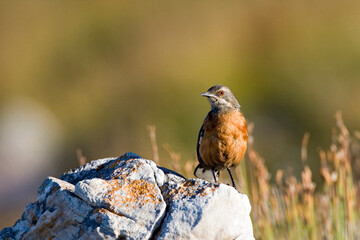 Kaapse Rotsspringer, Cape Rock-jumper, Chaetops frenatus