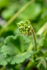 Horse-shoe pelargonium