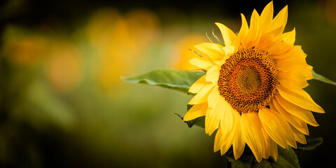 Sonnenblume