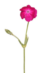 Agrostemma githago, Coronaria flower
