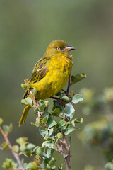 Bocage-wever, Cape Weaver, Ploceus capensis
